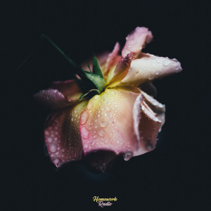 收听Toolo的Flower Pot in the Rain歌词歌曲