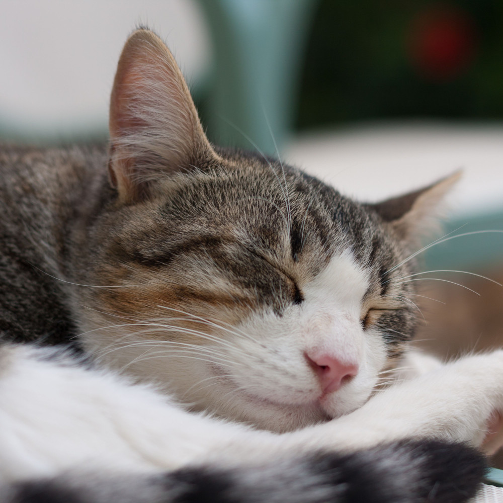 Nap Rainy Piano Grace