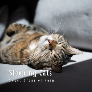 Relax My Cat的专辑Sleeping Cats: Sweet Drops of Rain