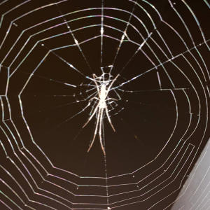 收聽Ace Polis的4 Headed Goat (feat. Siracha Sugar, SwampBane & Infinite Arson) (Explicit)歌詞歌曲