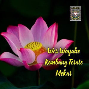 收聽HANS的Wes Wayahe Kembang Terate Mekar歌詞歌曲