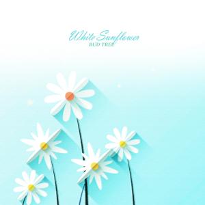 White Sunflower