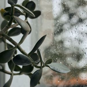 Dengarkan Tropic Melody lagu dari Rain for Deep Sleep dengan lirik