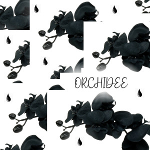 Album Orchidee from 