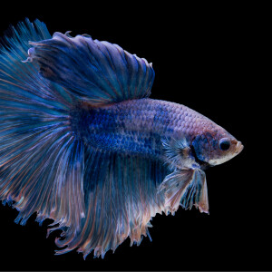 收聽Avava的Who Is Next歌詞歌曲