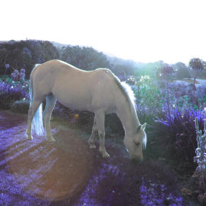 收聽Solarie的Elysium歌詞歌曲