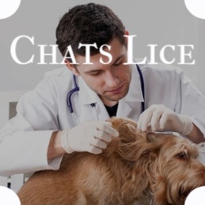 Album Chats Lice (Explicit) from Various