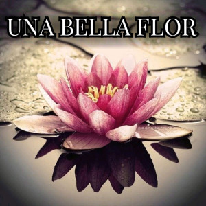 收听St的Una Bella Flor歌词歌曲