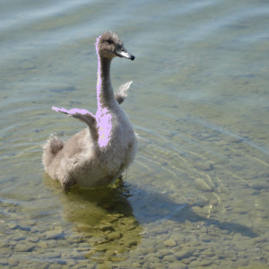 收聽violet cigno的Unicorns歌詞歌曲