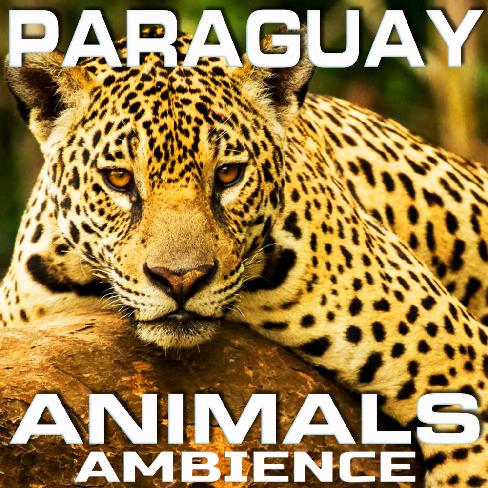 Paraguay Animals Ambience (Animal Planet FX Remix)