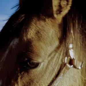 收聽Ryman的Lucy歌詞歌曲