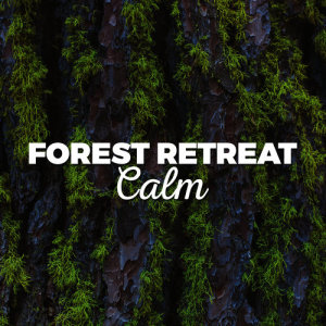 Forest Retreat Calm