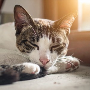 Música para Relajar Gatos的專輯Melodías Suaves Que Abrazan A Los Gatos