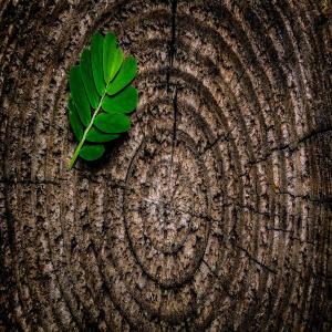 Album in meditation from Cash Bandit