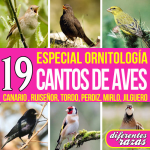 ดาวน์โหลดและฟังเพลง Quail Birds Sing พร้อมเนื้อเพลงจาก Birdwatching Natural Songs Studio