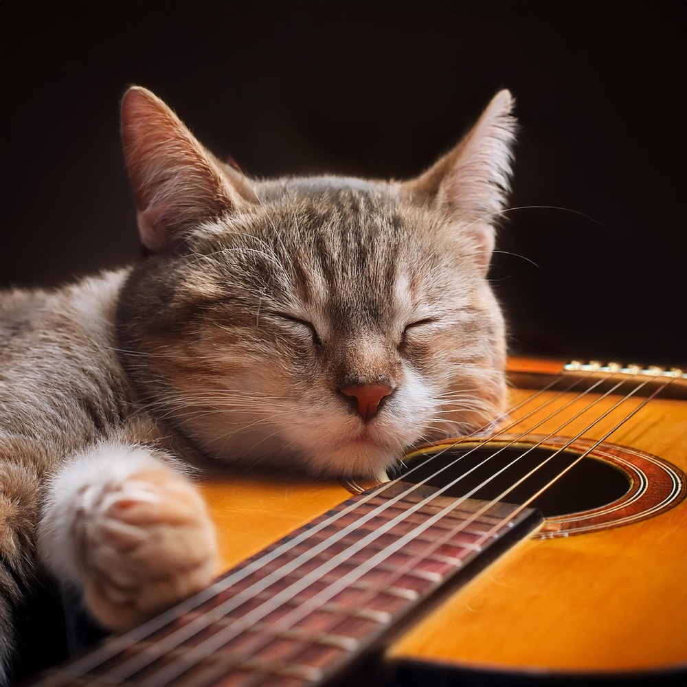 Guitarra Para La Serenidad Felina