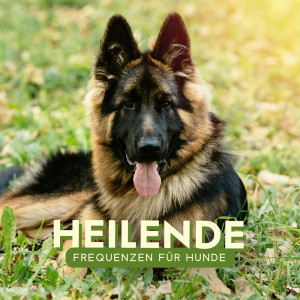 Listen to 432 Hz Musik song with lyrics from Entspannungsmusik für Tiere