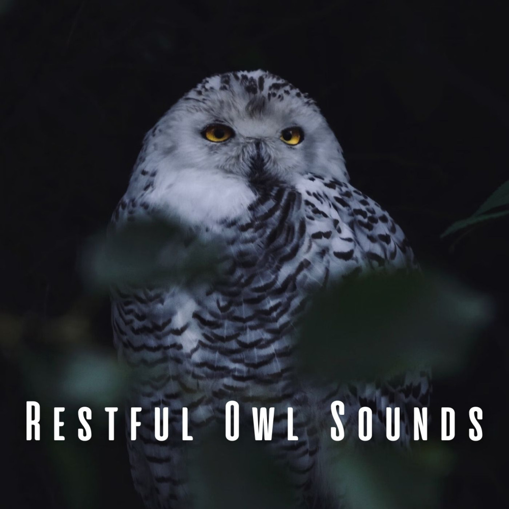 Dreamy Owl Vigil