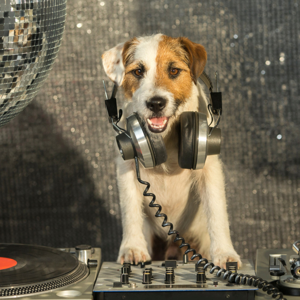 Harmony in Pet Echoes