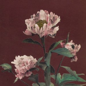 Album Kouyou from 