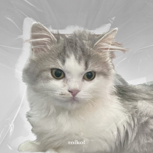 อัลบัม miko! (Acoustic Ver.) ศิลปิน polar (폴라)