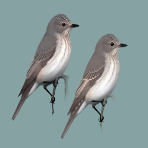 收聽Polskie Ptaki的Bird sounds - Flycatcher歌詞歌曲