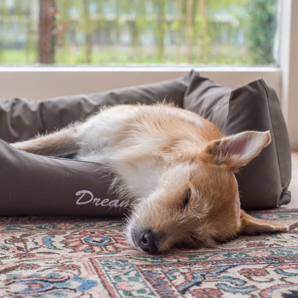 Rain and Thunder Sounds for Dogs