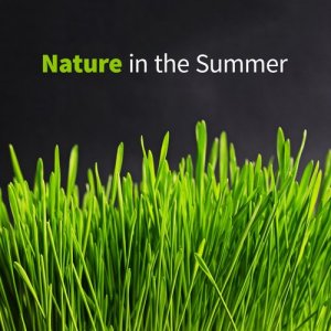 收聽Outside Broadcast Recordings的Small River歌詞歌曲