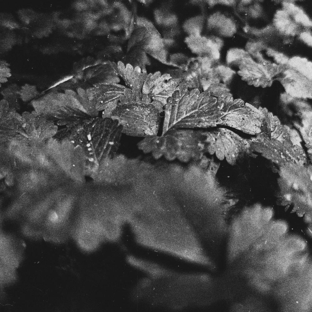 Midnight Rain (Ghostly Whispers)