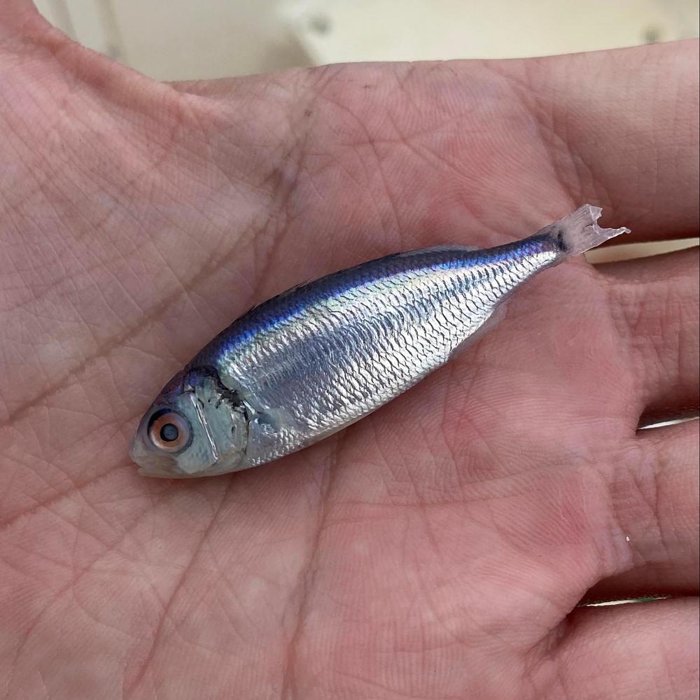Thunnus