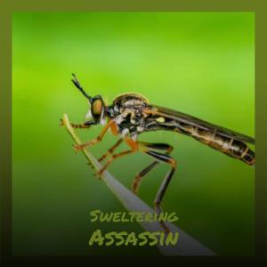 Album Sweltering Assassin from Various