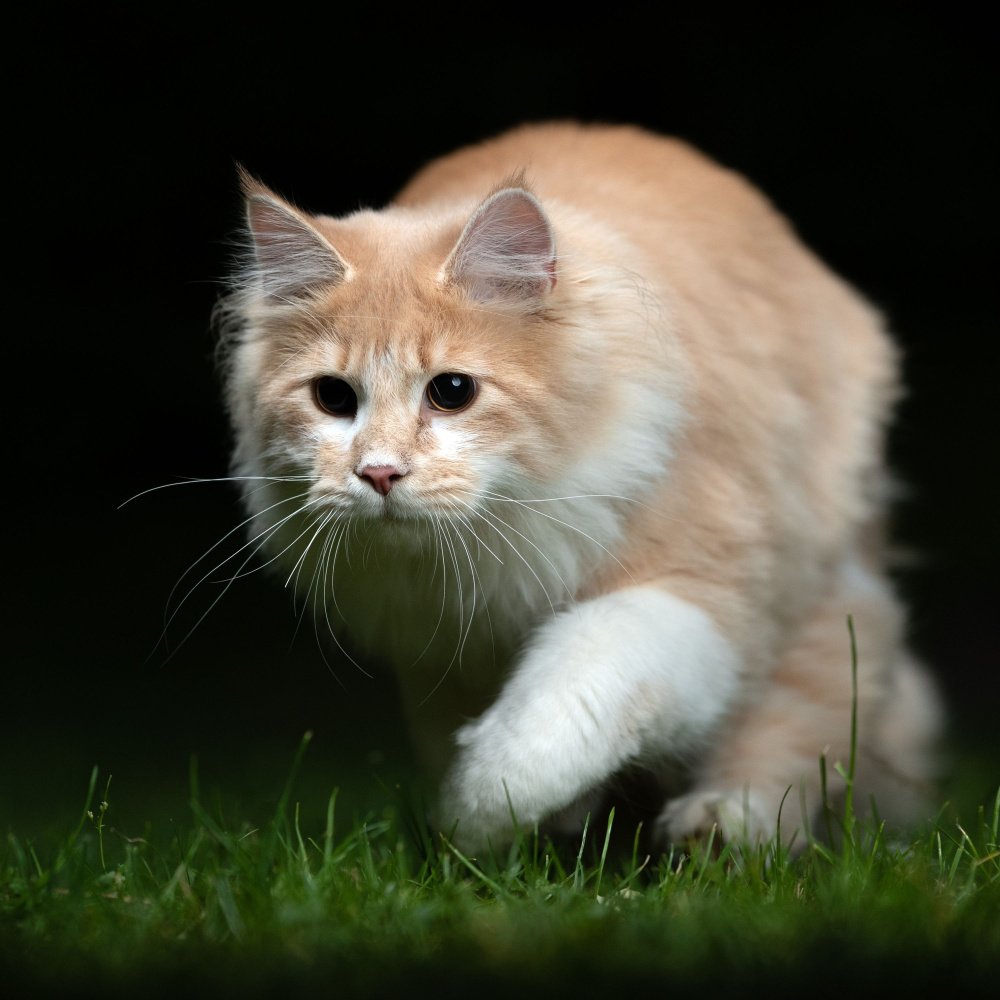Melodic Crickets for Relaxed Cats
