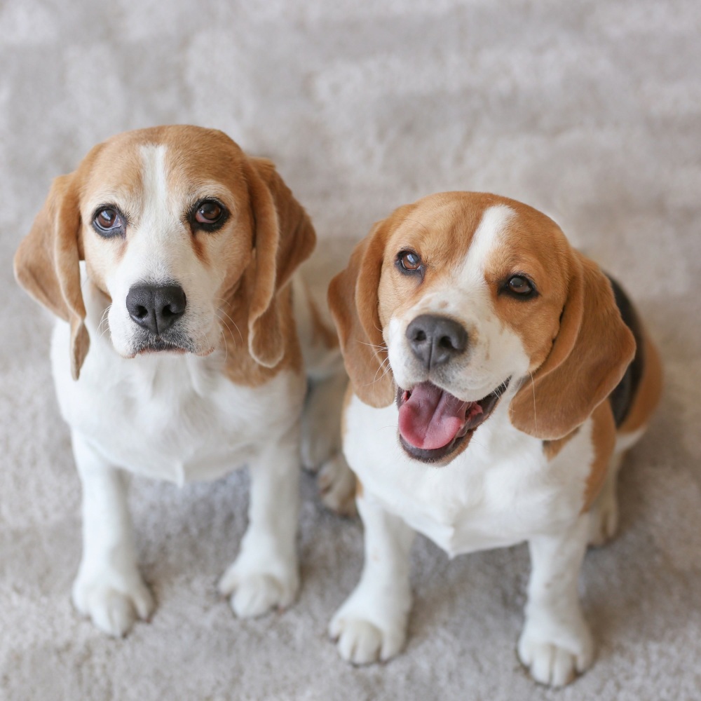 Dogs' Relaxation Sound Waves