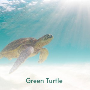 收听Bill Anderson的I Can't Sleep with You歌词歌曲