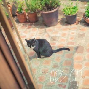 ดาวน์โหลดและฟังเพลง 딴 사람 말고 너 พร้อมเนื้อเพลงจาก ODD-CAT (오드캣)