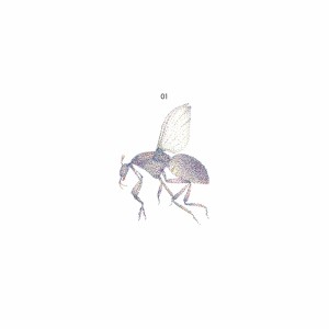 Listen to Z's Ocean song with lyrics from Black Fly