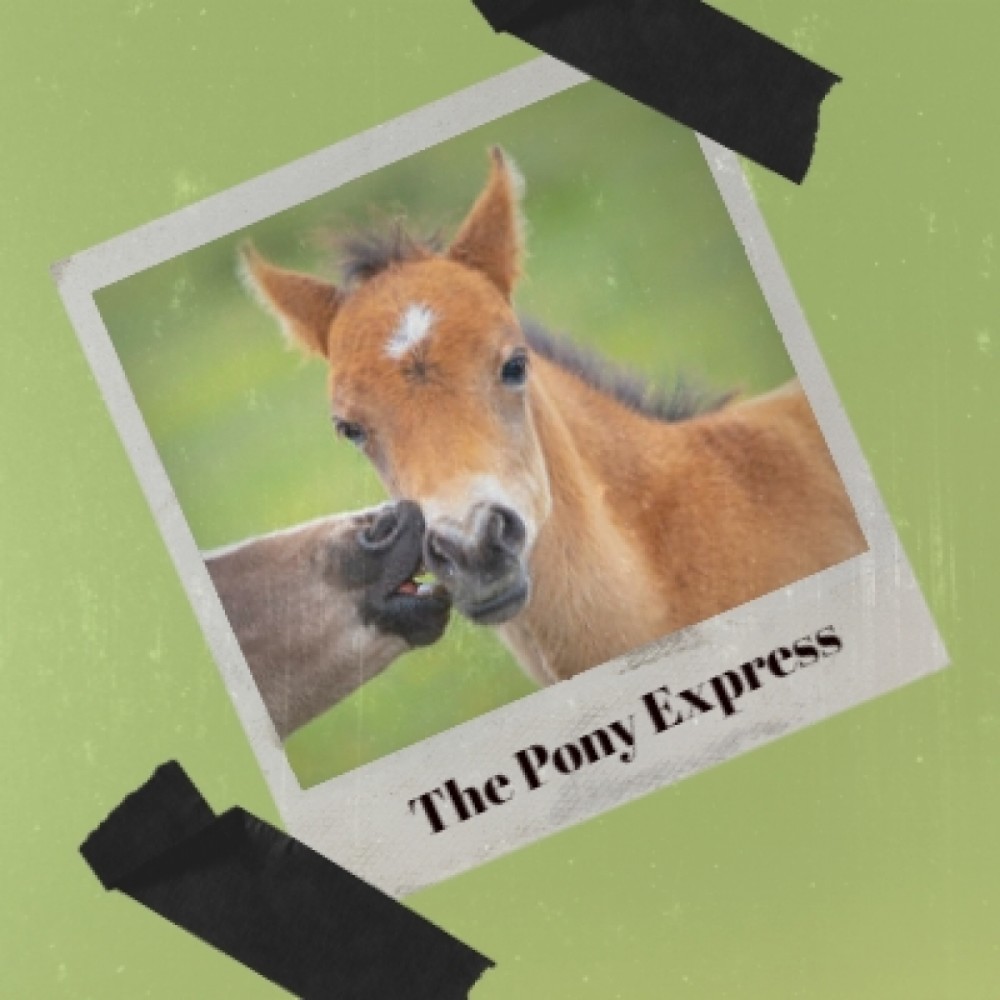 The Pony Express