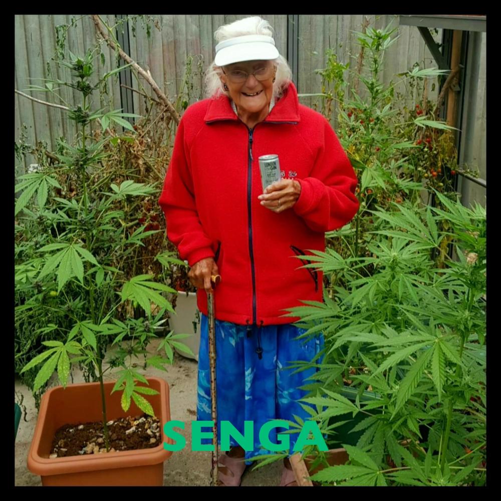 SENGA