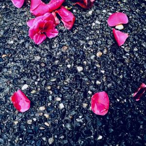 收聽Monashee的love is a terrible thing歌詞歌曲