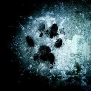 Album Why Are You Gone? from [Android\Kölon:58]
