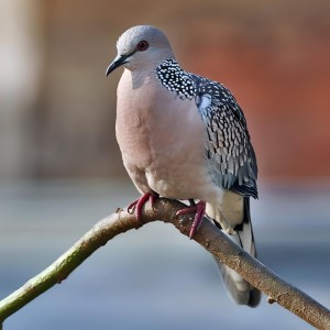 Dengarkan Burung Derkuku Jawa lagu dari Abub dengan lirik
