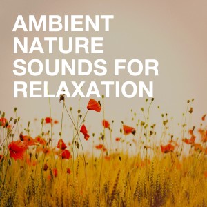 收聽Echoes of Nature的Being Calm and Relaxed歌詞歌曲