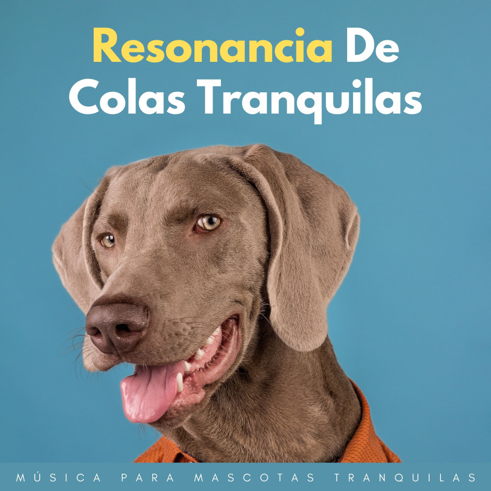 Mascota Tranquila