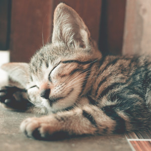 ดาวน์โหลดและฟังเพลง Daydreaming พร้อมเนื้อเพลงจาก Deep Sleep