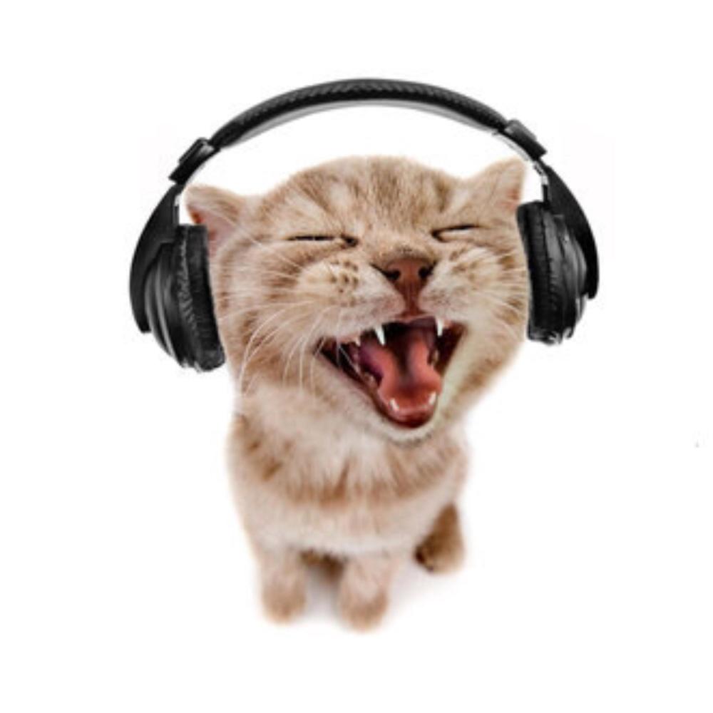 i dont wanna go! (feat. icemop) (Explicit)