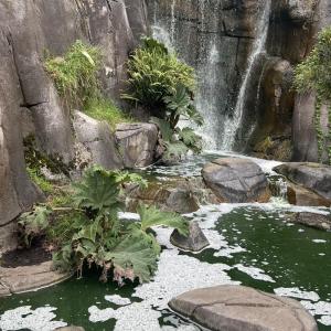 Young Noah的专辑Jungle Book