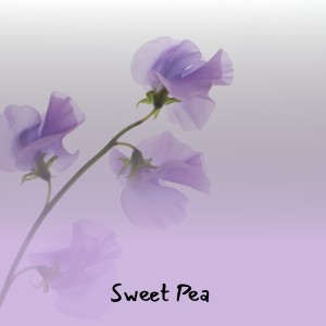 收聽Tommy Roe的Sweet Pea歌詞歌曲