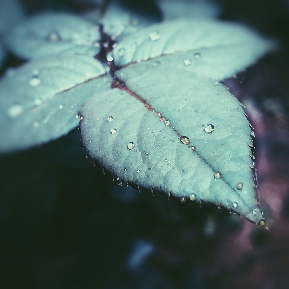 Waking Lights