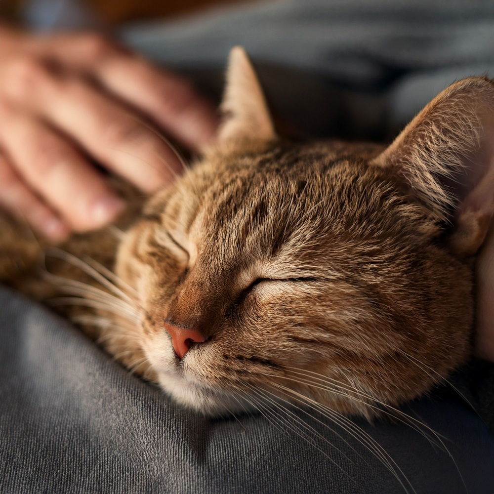 Canción De Cuna Tranquila Para Sueños De Gatitos