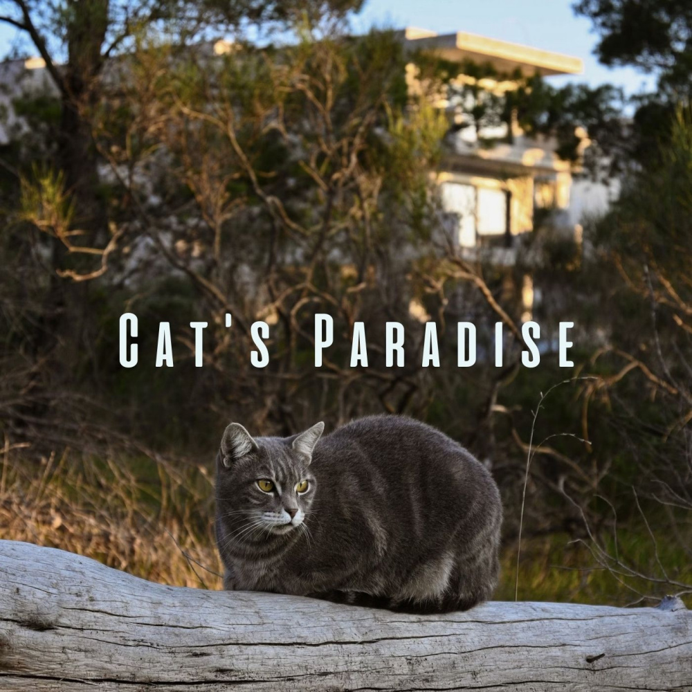 Purrfect Melodies